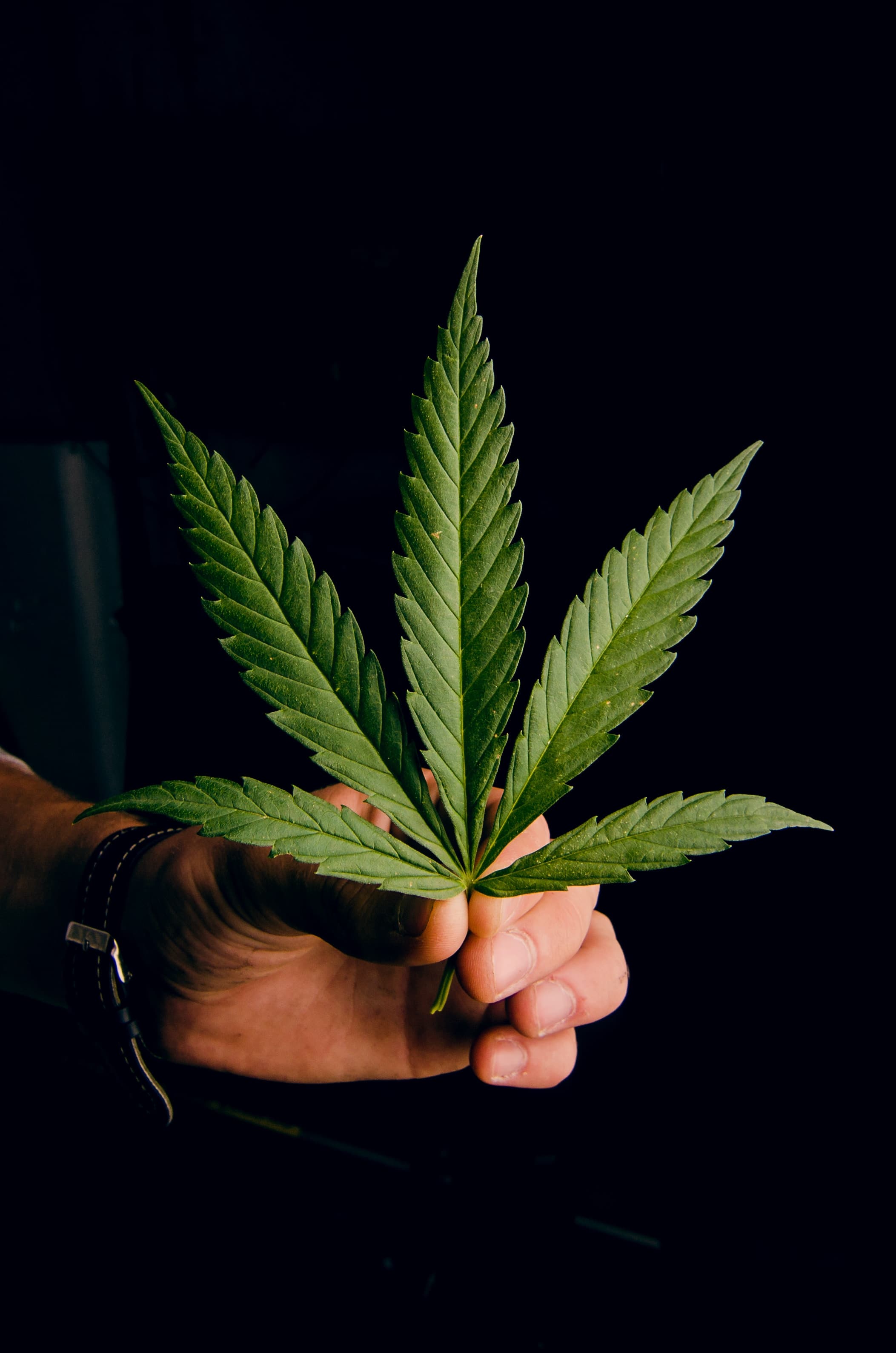 weed