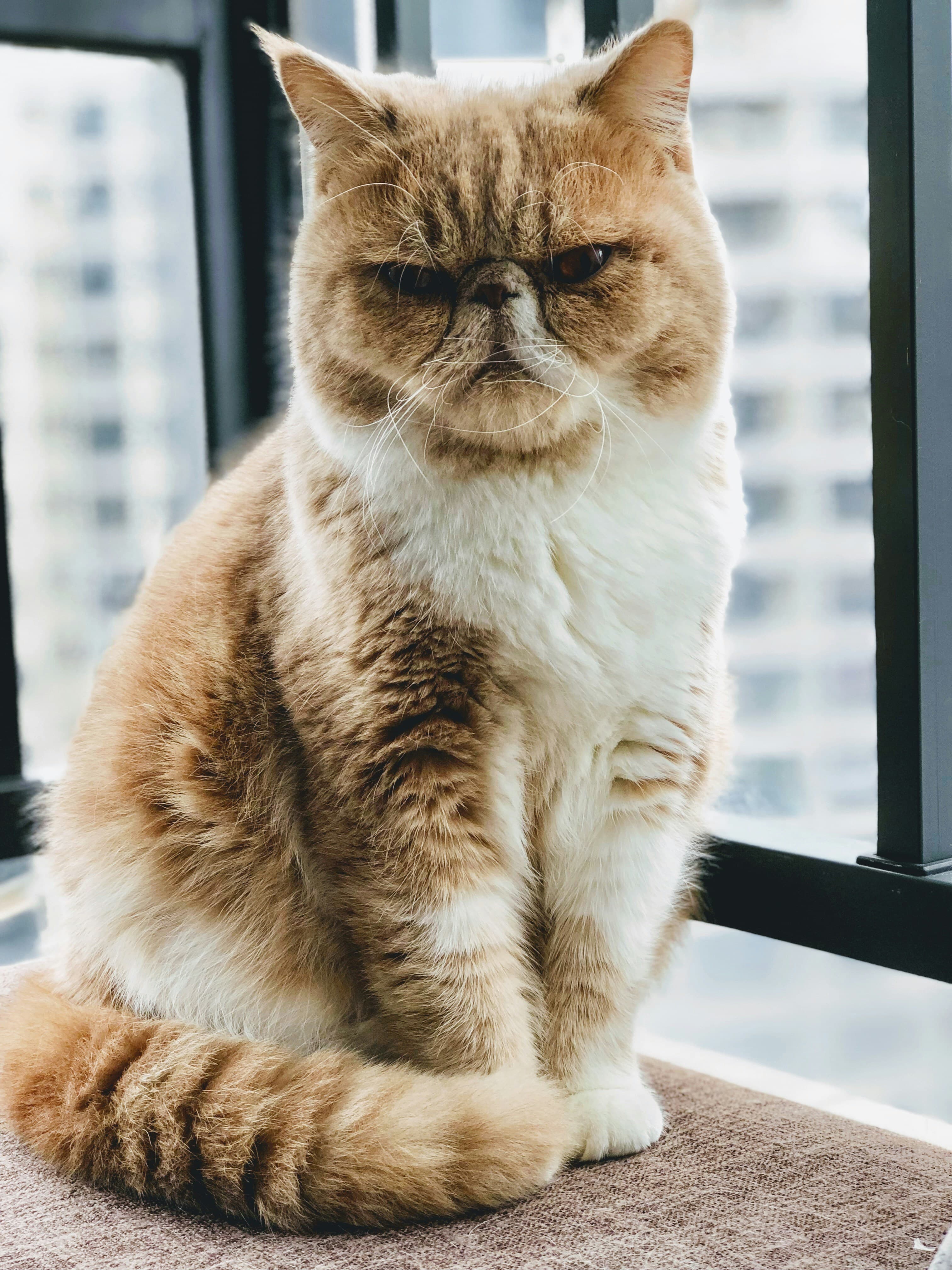 grumpy cat changed